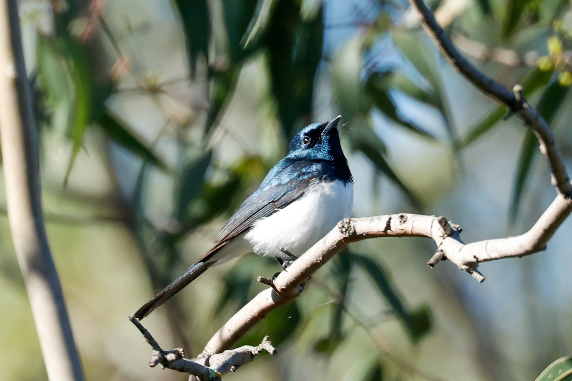 Satin Flycatcher illustration
