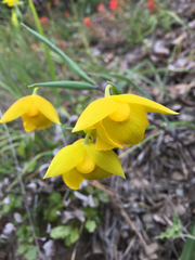 Calochortus amabilis