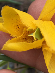 Calochortus amabilis