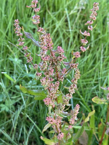 Rumex conglomeratus