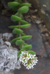Crassula obovata