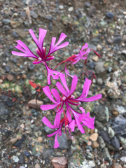 Clarkia concinna