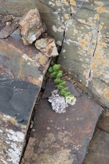 Crassula obovata