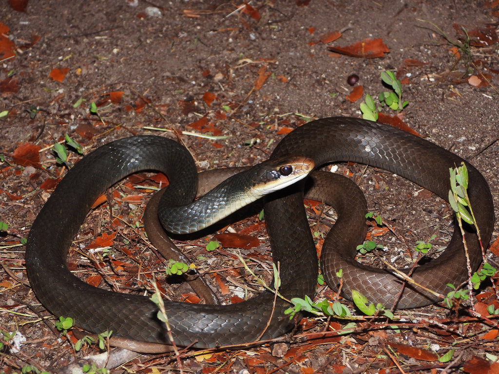 Everglades Racer in November 2022 by diomedea_exulans_li · iNaturalist
