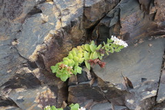 Crassula obovata