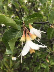 Styrax redivivus