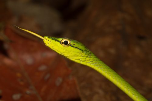 Oxybelis brevirostris