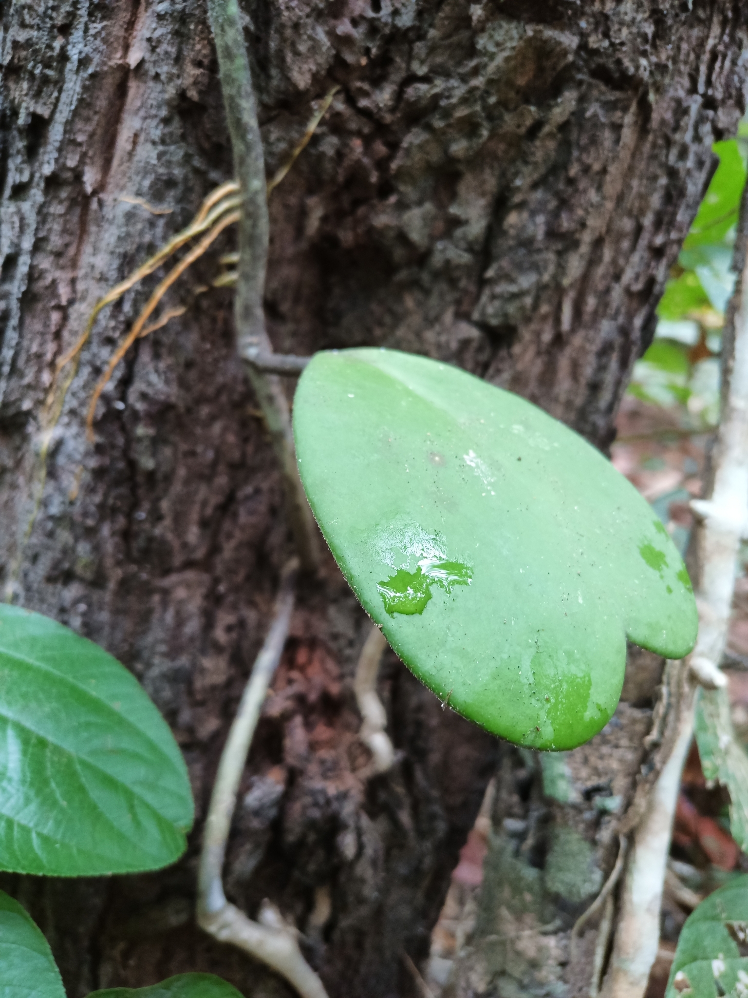 Imagem de Planta-coração