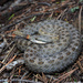 Twin-spotted Rattlesnake - Photo (c) Yinan Li, some rights reserved (CC BY-NC), uploaded by Yinan Li