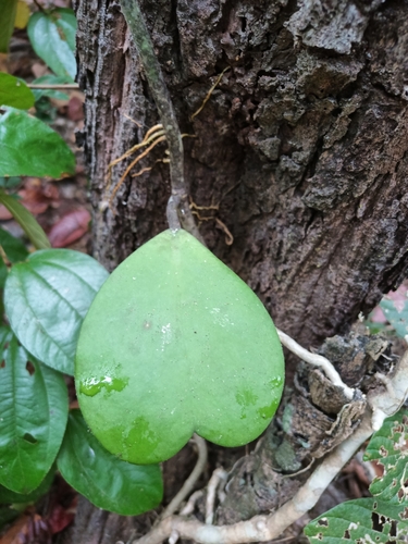 Foto de Planta-coração
