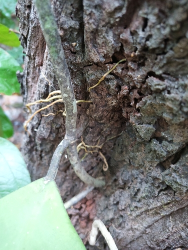 Foto de Planta-coração