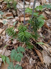 Taxus canadensis