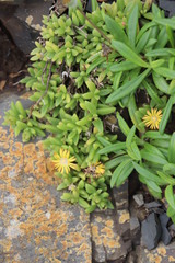 Delosperma stenandrum
