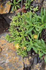 Delosperma stenandrum
