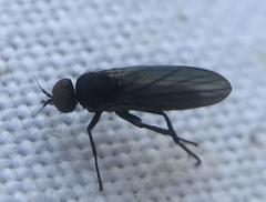 Opetia nigra