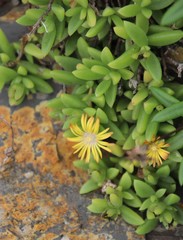 Delosperma stenandrum