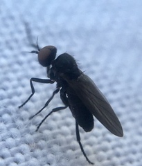 Opetia nigra
