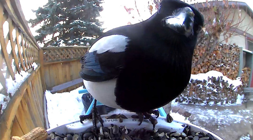 Black-billed Magpie, Marmot Ave, Spruce Grove, AB, CA, photo 10 of 10
