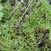 Fountain Apple-Moss - Photo (c) Wolfram Sondermann, some rights reserved (CC BY-ND)
