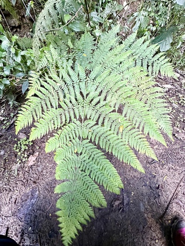Hypolepis tenuifolia observed 2024-01-15