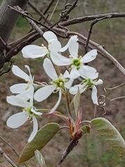 Amelanchier canadensis