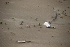 Ipomoea pes-caprae brasiliensis
