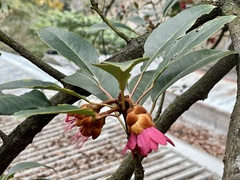 Champion's Rhodoleia (Rhodoleia championii)