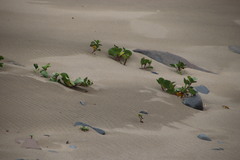 Ipomoea pes-caprae brasiliensis