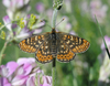 Euphydryas aurinia laeta - Photo (c) Oleg Kosterin, some rights reserved (CC BY), uploaded by Oleg Kosterin