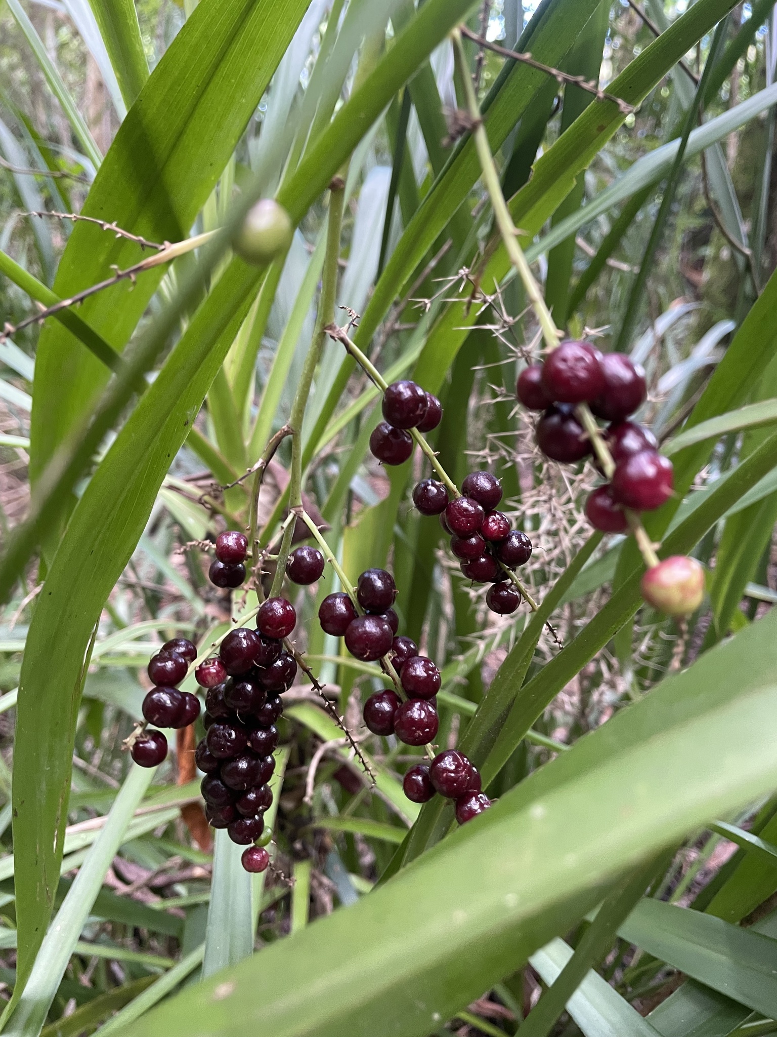 Imagem de Dracena-preta