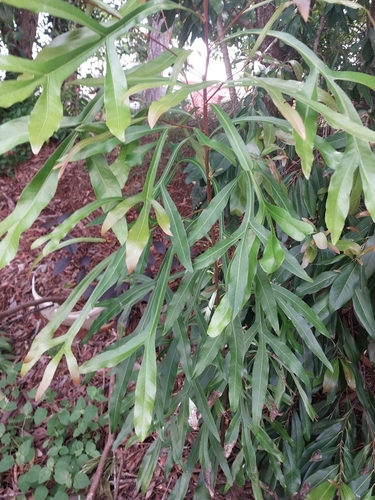 Foto de Árvore-de-ivory