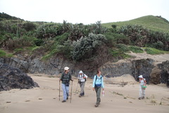 Tarchonanthus trilobus