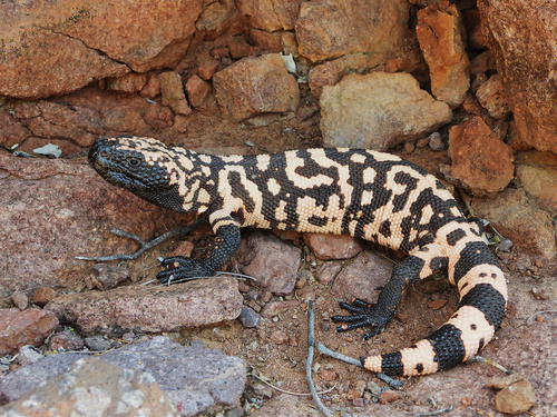 Gila Monster
