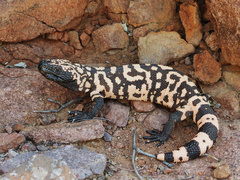 Gila Monster photo 2