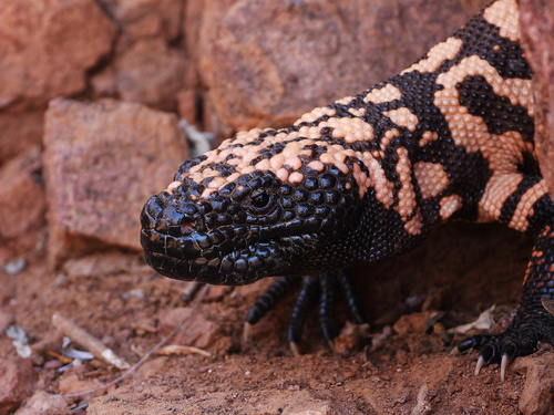 Gila Monster