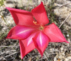 Gladiolus carmineus