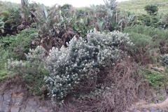 Tarchonanthus trilobus