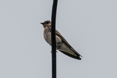 Stelgidopteryx serripennis