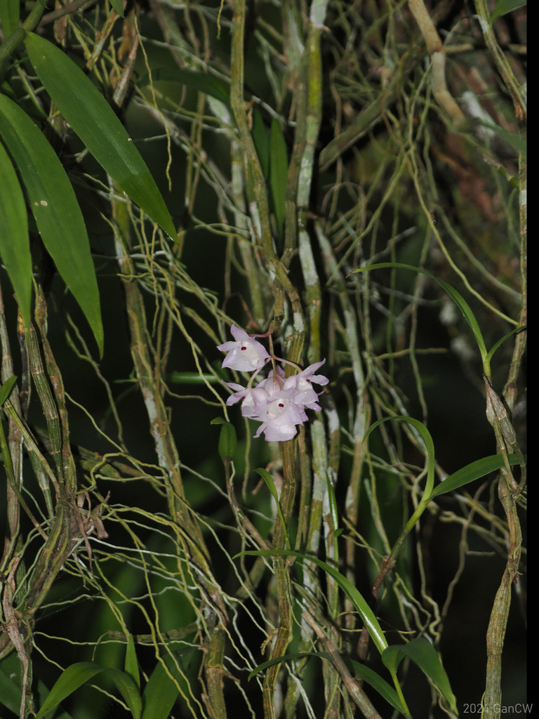 Dendrobium linguella Rchb.f. 2