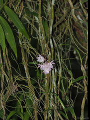 Dendrobium linguella