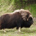 Muskox - Photo (c) diomedea_exulans_li, some rights reserved (CC BY-NC)