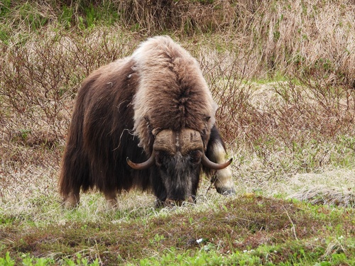 Muskox