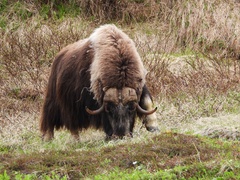 Muskox photo 3