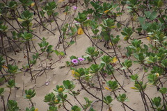 Ipomoea pes-caprae brasiliensis