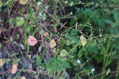 Claytonia parviflora