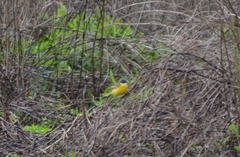 Motacilla flava cinereocapilla