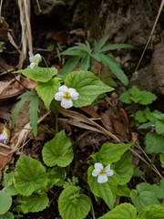 Viola canadensis canadensis