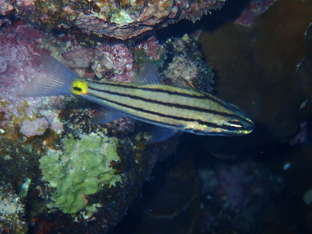 Fivelined cardinalfish