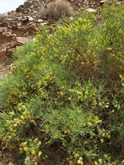 Ochradenus aucheri