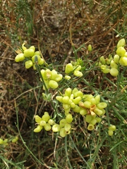 Ochradenus aucheri